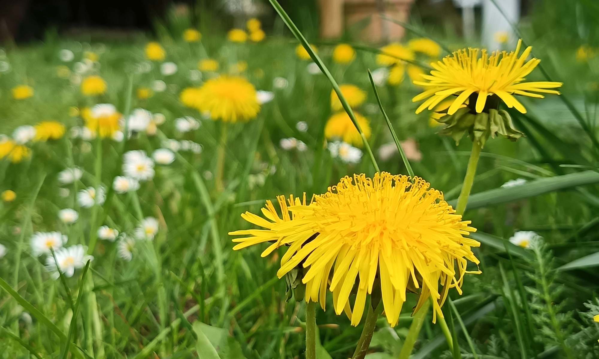 Garten 2025